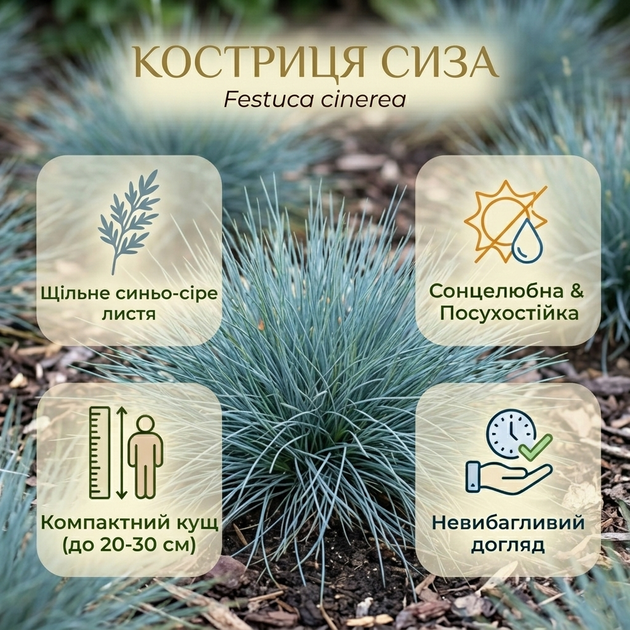 Саджанці Костриці Сизої (Festuca cinerea) Р9 - Фото 5 Саджанці Костриці Сизої (Festuca cinerea) Р9 - зображення 5
