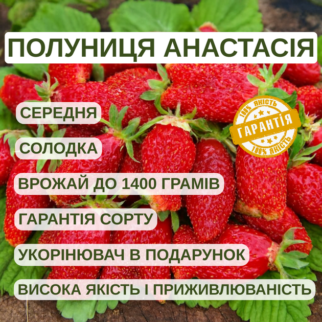 Саджанці суницеполуниці Анастасія - середньо-рання, ароматна, невибаглива - изображение 5
