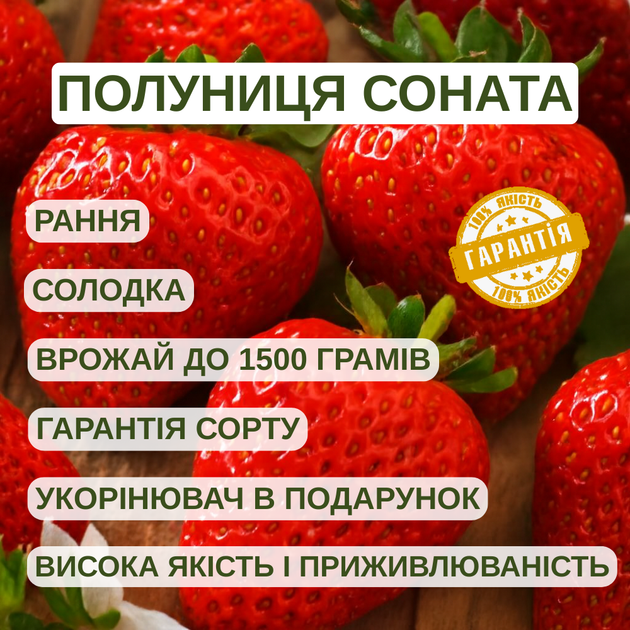 Саджанці полуниці (розсада) Соната (Sonata) - середньо-рання, крупноплідна, високоврожайна - зображення 5