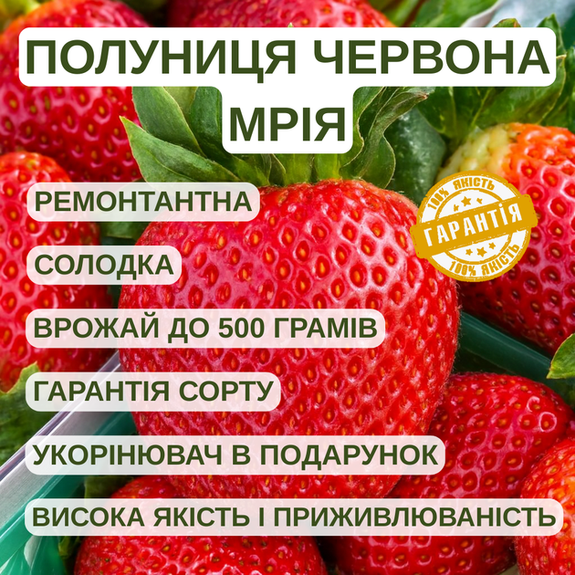 Саджанці полуниці (розсада) Червона Мрія - ремонтантна, солодка, транспортабельна - изображение 5