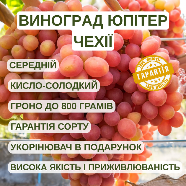 Саженцы Винограда Кишмиш Юпитер Чехии - среднего срока, крупноплодный, морозостойкий - изображение 2