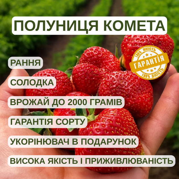 Саджанці полуниці (розсада) Комета - рання, високоурожайна, ароматна - зображення 5