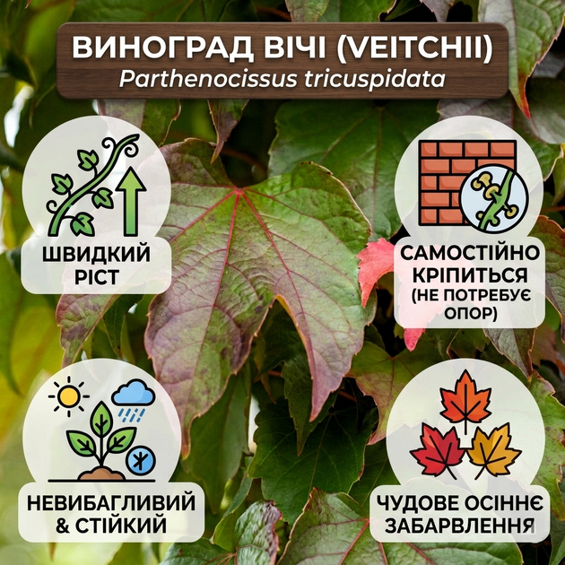 Саженцы Винограда Вичи, привитого (Parthenocissus tricuspidata Veitchii), Р11 (1л) - Фото 9 Саженцы Винограда Вичи, привитого (Parthenocissus tricuspidata Veitchii), Р11 (1л) - изображение 9