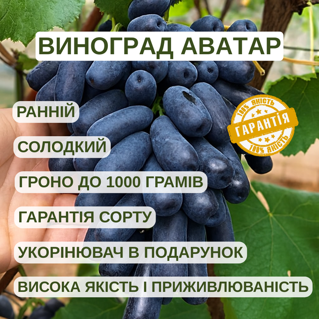 Саженцы Винограда Кишмиш Аватар - ранне-среднего срока, гармоничный вкус, крупноплодный - изображение 2