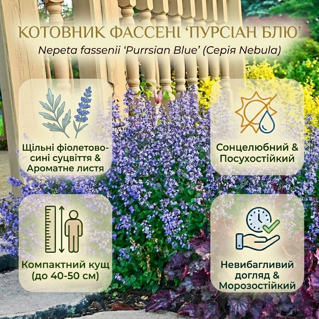 Саженцы Котовника Фассени Пурсиан Блю (Nepeta faassenii Pursian Blue) Р9 - изображение 7