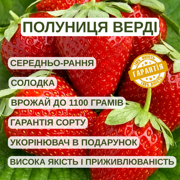 Саджанці полуниці (розсада) Верді (Verdi) - середньо-рання, крупноплідна, високоврожайна - зображення 5