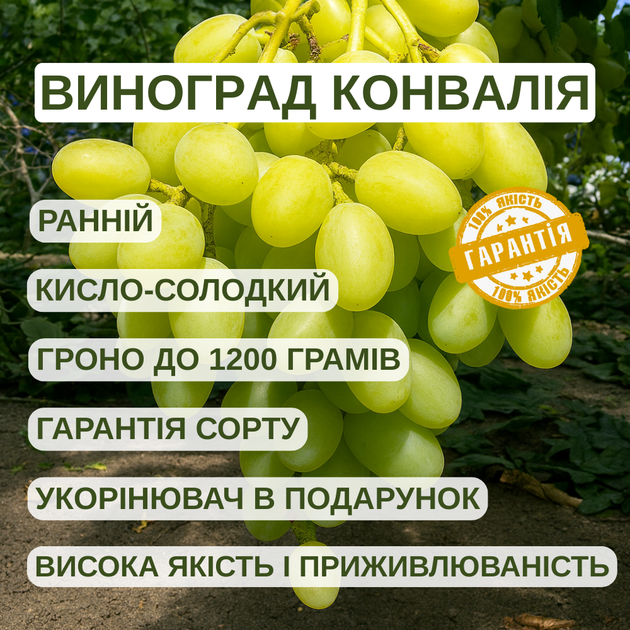 Саджанці Винограду Конвалія - ранньо-середнього строку, великоплідний, морозостійкий - зображення 4