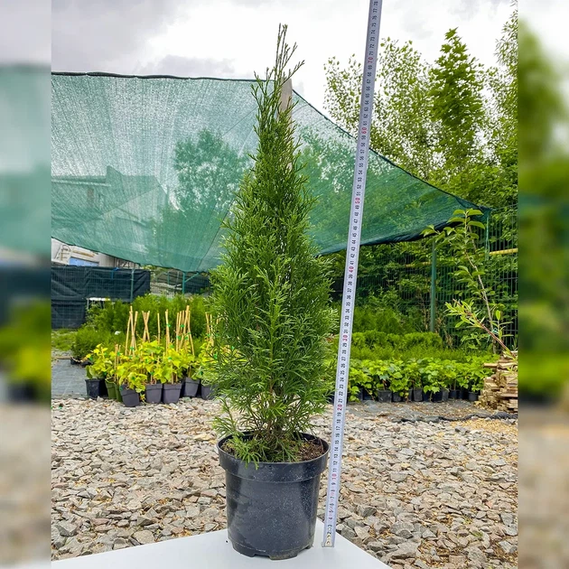Саженцы Туи западной Смарагд (Thuja occidentalis Smaragd) 3-х летняя С1.5 - изображение 2
