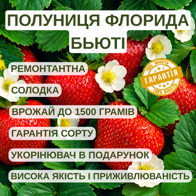 Саджанці полуниці в касеті Флорида Бьюті (Florida Beauty) - ремонтантна, крупноплідна, соковита (в касеті) + Подарунок - зображення 4