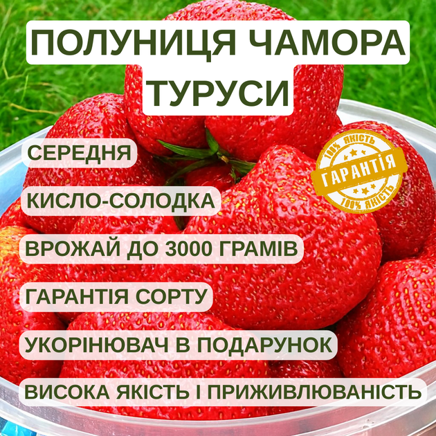 Саджанці полуниці (розсада) Чамора Турусі (Chamor-Turusi) - середньо-пізня, крупноплідна, транспортабельна - зображення 6