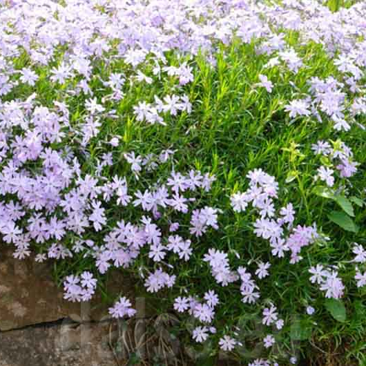 Саджанці Флокса шилоподібного Емеральд Кюшон Блю (Phlox subulata Emerald Cushion Blue) Р9 - Фото 6 Саджанці Флокса шилоподібного Емеральд Кюшон Блю (Phlox subulata Emerald Cushion Blue) Р9 - зображення 6