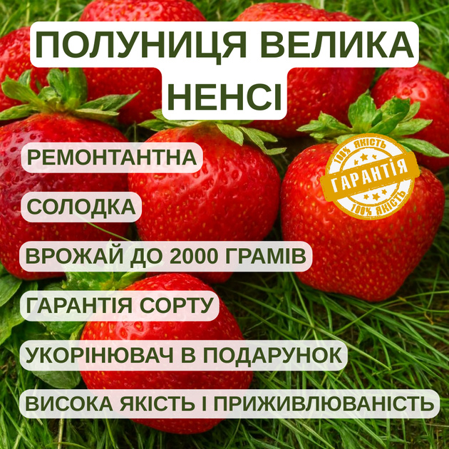Саджанці полуниці в касеті Велика Ненсі (Big Nancy) - ремонтантна, урожайна, солодка (в касеті) + Подарунок - зображення 4