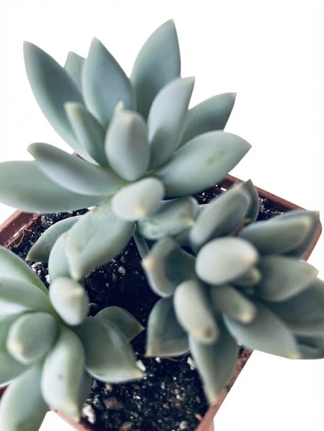 Суккулент Эхеверия Хукера (Echeveria Hookeri) (s017s-3) - Фото 3 Суккулент Эхеверия Хукера (Echeveria Hookeri) (s017s-3) - изображение 3