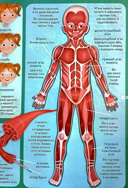 Тіло людини. Енциклопедія. Понад 250 фактів - Фото 7 Тіло людини. Енциклопедія. Понад 250 фактів - изображение 7