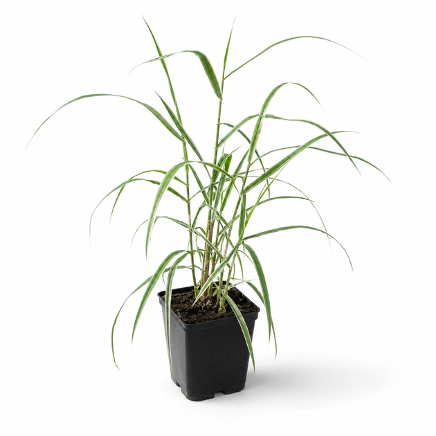 Фалярис тростниковый вариегатный (Phalaris arundinacea var. picta), саженец в горшке 0,5 л - изображение 4