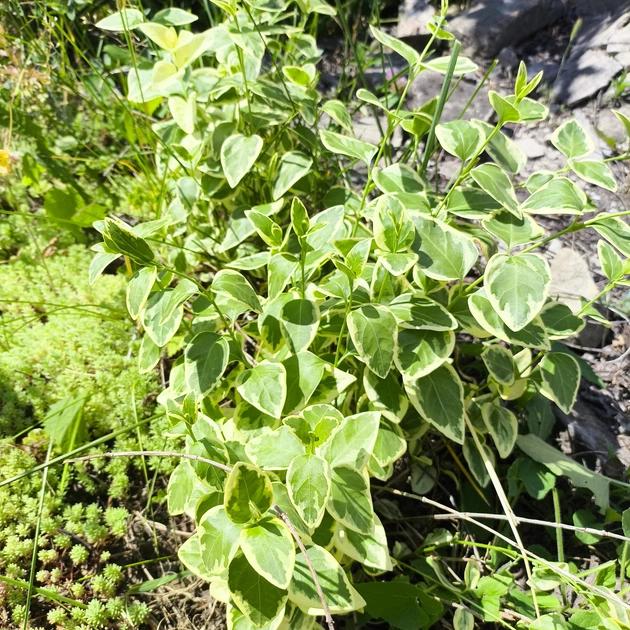 Барвінок великий Variegata (Vinca major Variegata) вічнозелений ґрунтопокривний багаторічник саджанець у контейнері 180 мл - зображення 6