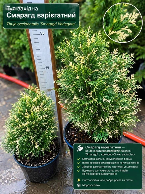 Туя західна Smaragd Variegata 2-х років С2л.1шт. - Фото 1 Туя західна Smaragd Variegata 2-х років С2л.1шт. - изображение 1