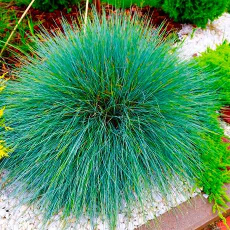 Саджанці Вівсяниця Блуред (Festuca Bluе red) в 380гр горщиках - изображение 2