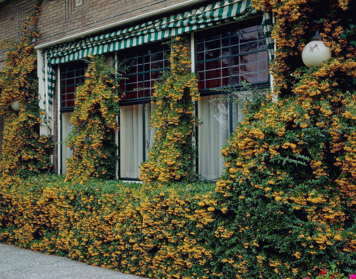 Пираканта «Голден Чармер» (Pyracantha coccinea ‘Golden Charmer’) С3 - Фото 2 Пираканта «Голден Чармер» (Pyracantha coccinea ‘Golden Charmer’) С3 - изображение 2