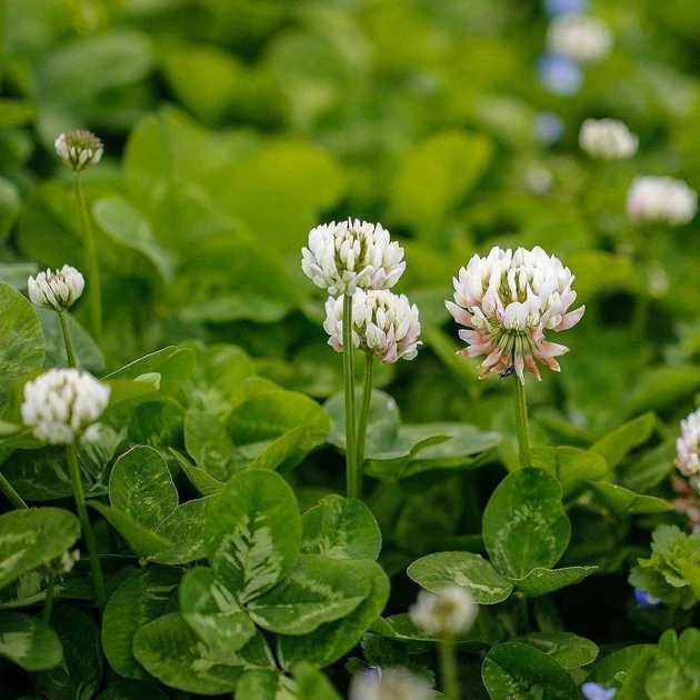 Насіння білої конюшини Рівендел GrassNature, 100 г – для газону, сидерату і медоносу - зображення 4