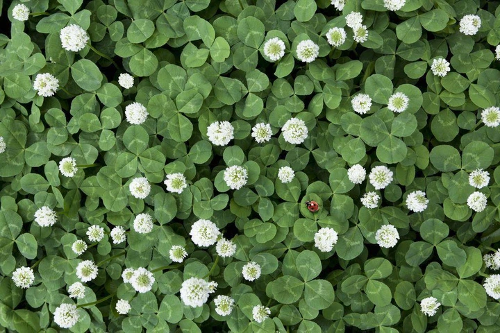 Насіння білої конюшини Рівендел GrassNature, 5 кг – для газону, сидерату і медоносу - Фото 5 Насіння білої конюшини Рівендел GrassNature, 5 кг – для газону, сидерату і медоносу - зображення 5