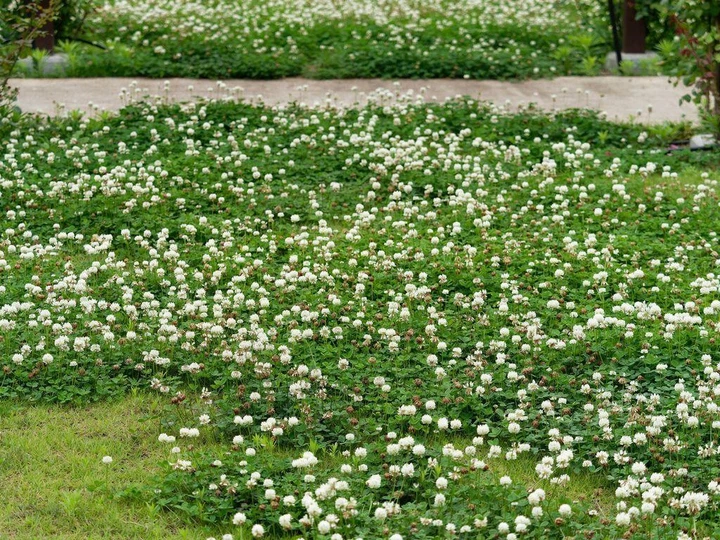 Насіння білої конюшини Рівендел GrassNature, 5 кг – для газону, сидерату і медоносу - Фото 15 Насіння білої конюшини Рівендел GrassNature, 5 кг – для газону, сидерату і медоносу - зображення 15