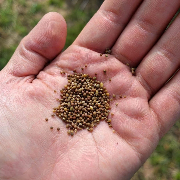 Насіння білої конюшини Рівендел GrassNature, 5 кг – для газону, сидерату і медоносу - Фото 9 Насіння білої конюшини Рівендел GrassNature, 5 кг – для газону, сидерату і медоносу - зображення 9