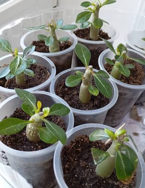Семена — Адениум «Роза пустыни» (Adenium obesum), смесь, 2 шт. - изображение 4