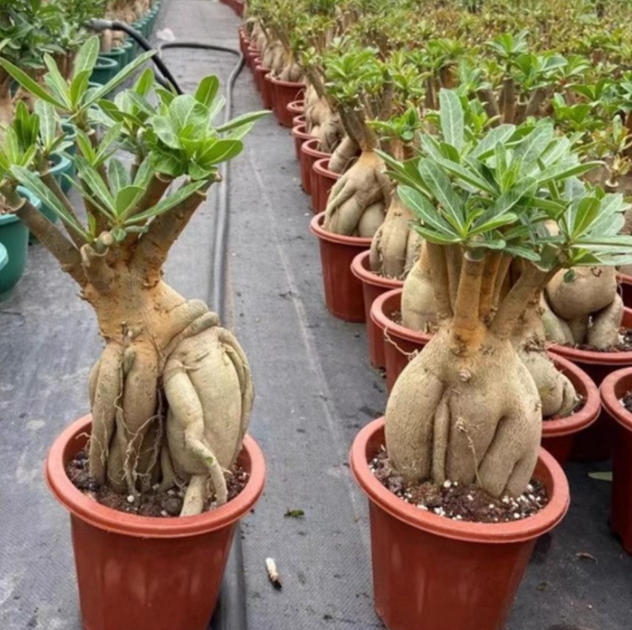 Семена — Адениум «Роза пустыни» (Adenium obesum), смесь, 2 шт. - изображение 5