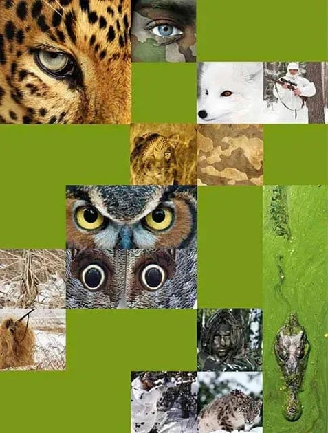 Книга Тварини - майстри маскування. Енциклопедія для допитливих. Андрій Гапченко - Фото 2 Книга Тварини - майстри маскування. Енциклопедія для допитливих. Андрій Гапченко - изображение 2