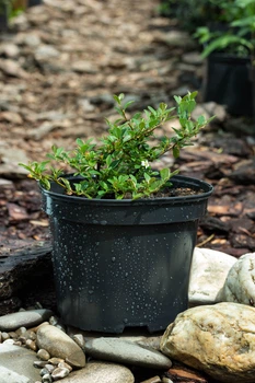 Кизильник Даммера Эйхольц / Cotoneaster radicans Eichholz С4/Н 30-40