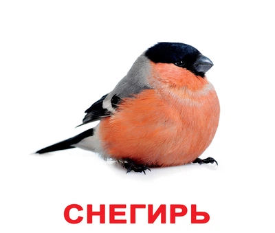 Картки великі російські з фактами «Птахи» 20шт(095115)