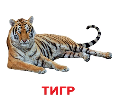 Картки великі російські з фактами, ламіновані Дикі тварини (091551)