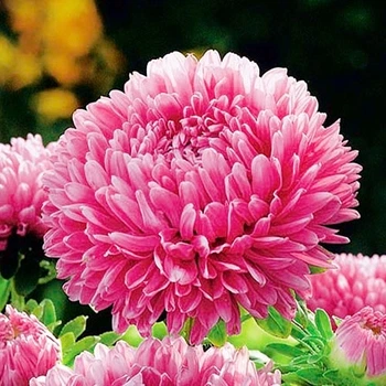 Астра пионоподобная Сива Дама червона Червоний Насіння Florium (726507)