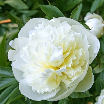 Півонія Duchesse de Nemours 2/3 бруньки (кореневище)