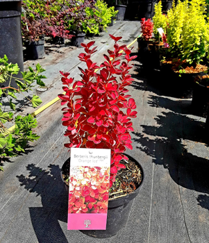 Барбарис Тунберга Оранж Айс С3 (Berberis thunbergii Orange Ice)