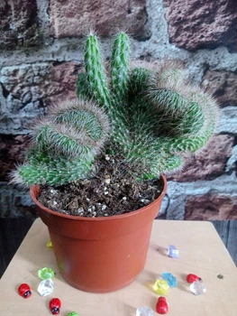 Кактус GreenLife Euphorbia контейнер 9 см