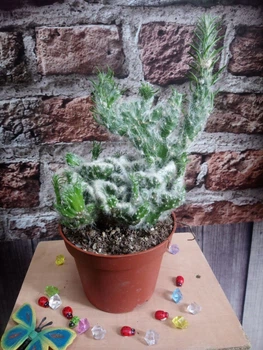 Кактус GreenLife Euphorbia контейнер 9 см низькорослий