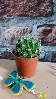 Кактус Ferocactus GreenLife контейнер 4 см