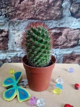 Кактус Mammillaria контейнер 4 см