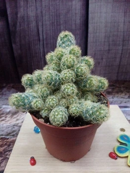 Кактус Ferocactus GreenLife контейнер 7 см