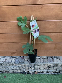 Инжир Ficus carica Precose de Dalmatie, высота 50-60см, объем горшка 2л