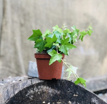 Плющ Хедера (Лиана, Hedera) Зелёный, 20см, объём горшка 0,2л