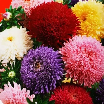 Айстра суміш Трубчаста Різнобарвний Насіння Florium (726765)