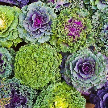 Капуста декоративна Бахромчата Різнобарвний Насіння Florium