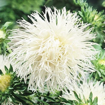 Насіння Астра голчаста Саша Білий, бежевий, кремовий Florium (726519)