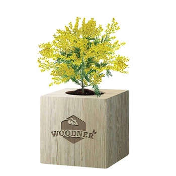 Набор для выращивания Woodner «Солнечная Мимоза» (26650)