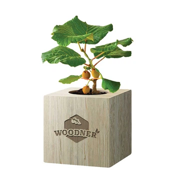 Набор для выращивания Woodner «Путешественник Киви» (26659)