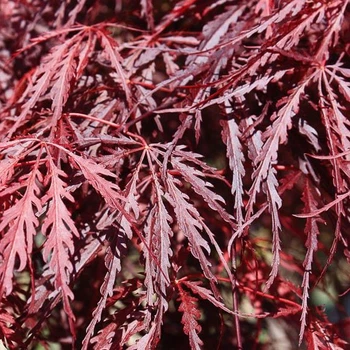 Японский клен Japanese maple, acer palmatum Inaba-shidare, 60-80см, объем горшка 3л