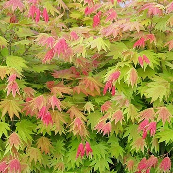 Японский клен (Japanese maple) Moonrise, 60-70см, объем горшка 3л